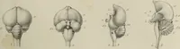 An illustration from Exposition anatomique de l'organisation du centre nerveux dans les quatre classes d'animaux vertébrés / par Natalis Guillot. (1844)