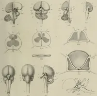 Picture 14 of 26 from Exposition anatomique de l'organisation du centre nerveux dans les quatre classes d'animaux vertébrés / par Natalis Guillot. (1844), leaf 397