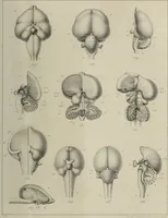 An illustration from Exposition anatomique de l'organisation du centre nerveux dans les quatre classes d'animaux vertébrés / par Natalis Guillot. (1844)