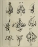 An illustration from Exposition anatomique de l'organisation du centre nerveux dans les quatre classes d'animaux vertébrés / par Natalis Guillot. (1844)