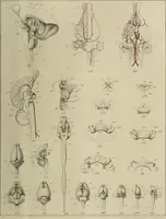 Picture 17 of 26 from Exposition anatomique de l'organisation du centre nerveux dans les quatre classes d'animaux vertébrés / par Natalis Guillot. (1844), leaf 403