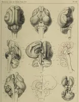 Picture 18 of 26 from Exposition anatomique de l'organisation du centre nerveux dans les quatre classes d'animaux vertébrés / par Natalis Guillot. (1844), leaf 405