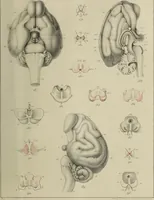 Picture 19 of 26 from Exposition anatomique de l'organisation du centre nerveux dans les quatre classes d'animaux vertébrés / par Natalis Guillot. (1844), leaf 407