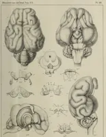 Picture 20 of 26 from Exposition anatomique de l'organisation du centre nerveux dans les quatre classes d'animaux vertébrés / par Natalis Guillot. (1844), leaf 409