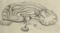 An illustration from Exposition anatomique de l'organisation du centre nerveux dans les quatre classes d'animaux vertébrés / par Natalis Guillot. (1844)