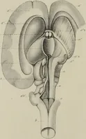 Picture 22 of 26 from Exposition anatomique de l'organisation du centre nerveux dans les quatre classes d'animaux vertébrés / par Natalis Guillot. (1844), leaf 411