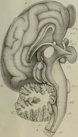 An illustration from Exposition anatomique de l'organisation du centre nerveux dans les quatre classes d'animaux vertébrés / par Natalis Guillot. (1844)