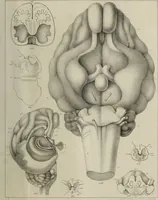 An illustration from Exposition anatomique de l'organisation du centre nerveux dans les quatre classes d'animaux vertébrés / par Natalis Guillot. (1844)