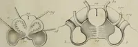 An illustration from Exposition anatomique de l'organisation du centre nerveux dans les quatre classes d'animaux vertébrés / par Natalis Guillot. (1844)