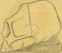 An illustration from Manual of phrenology : as an accompaniment to the phrenological bust. (1828)
