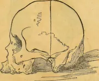 An illustration from Manual of phrenology : as an accompaniment to the phrenological bust. (1828)
