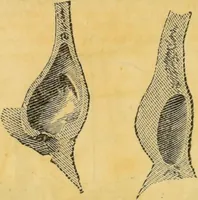 Picture 8 of 15 from Manual of phrenology : as an accompaniment to the phrenological bust. (1828), leaf 38