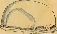 An illustration from Manual of phrenology : as an accompaniment to the phrenological bust. (1828)