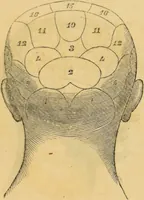An illustration from Manual of phrenology : as an accompaniment to the phrenological bust. (1828)