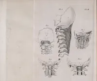 An illustration from Pfennig-Encyklopädie der Anatomie, oder, Bildliche Darstellung der gesammten menschlichen Anatomie : nach Rosenmüller, Loder, Carl Bell, Gordon, Bock etc / gestochen von J.F. Schröter ; mit erklärendem Texte von. Th. Richter. (1834)