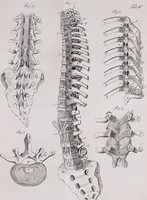 Picture 24 of 68 from Pfennig-Encyklopädie der Anatomie, oder, Bildliche Darstellung der gesammten menschlichen Anatomie : nach Rosenmüller, Loder, Carl Bell, Gordon, Bock etc / gestochen von J.F. Schröter ; mit erklärendem Texte von. Th. Richter. (1834), leaf 131
