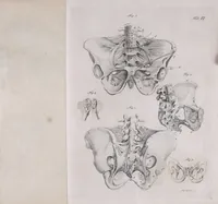 Picture 25 of 68 from Pfennig-Encyklopädie der Anatomie, oder, Bildliche Darstellung der gesammten menschlichen Anatomie : nach Rosenmüller, Loder, Carl Bell, Gordon, Bock etc / gestochen von J.F. Schröter ; mit erklärendem Texte von. Th. Richter. (1834), leaf 135