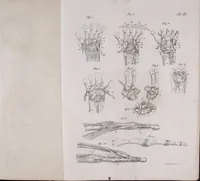 Picture 26 of 68 from Pfennig-Encyklopädie der Anatomie, oder, Bildliche Darstellung der gesammten menschlichen Anatomie : nach Rosenmüller, Loder, Carl Bell, Gordon, Bock etc / gestochen von J.F. Schröter ; mit erklärendem Texte von. Th. Richter. (1834), leaf 141