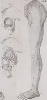 An illustration from Pfennig-Encyklopädie der Anatomie, oder, Bildliche Darstellung der gesammten menschlichen Anatomie : nach Rosenmüller, Loder, Carl Bell, Gordon, Bock etc / gestochen von J.F. Schröter ; mit erklärendem Texte von. Th. Richter. (1834)