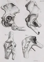 An illustration from Pfennig-Encyklopädie der Anatomie, oder, Bildliche Darstellung der gesammten menschlichen Anatomie : nach Rosenmüller, Loder, Carl Bell, Gordon, Bock etc / gestochen von J.F. Schröter ; mit erklärendem Texte von. Th. Richter. (1834)