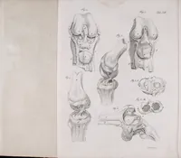 An illustration from Pfennig-Encyklopädie der Anatomie, oder, Bildliche Darstellung der gesammten menschlichen Anatomie : nach Rosenmüller, Loder, Carl Bell, Gordon, Bock etc / gestochen von J.F. Schröter ; mit erklärendem Texte von. Th. Richter. (1834)