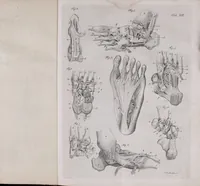 An illustration from Pfennig-Encyklopädie der Anatomie, oder, Bildliche Darstellung der gesammten menschlichen Anatomie : nach Rosenmüller, Loder, Carl Bell, Gordon, Bock etc / gestochen von J.F. Schröter ; mit erklärendem Texte von. Th. Richter. (1834)