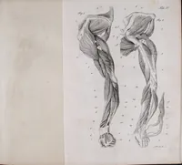 An illustration from Pfennig-Encyklopädie der Anatomie, oder, Bildliche Darstellung der gesammten menschlichen Anatomie : nach Rosenmüller, Loder, Carl Bell, Gordon, Bock etc / gestochen von J.F. Schröter ; mit erklärendem Texte von. Th. Richter. (1834)