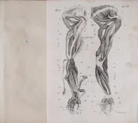 Picture 32 of 68 from Pfennig-Encyklopädie der Anatomie, oder, Bildliche Darstellung der gesammten menschlichen Anatomie : nach Rosenmüller, Loder, Carl Bell, Gordon, Bock etc / gestochen von J.F. Schröter ; mit erklärendem Texte von. Th. Richter. (1834), leaf 199