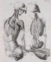 Picture 33 of 68 from Pfennig-Encyklopädie der Anatomie, oder, Bildliche Darstellung der gesammten menschlichen Anatomie : nach Rosenmüller, Loder, Carl Bell, Gordon, Bock etc / gestochen von J.F. Schröter ; mit erklärendem Texte von. Th. Richter. (1834), leaf 201