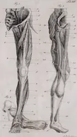 An illustration from Pfennig-Encyklopädie der Anatomie, oder, Bildliche Darstellung der gesammten menschlichen Anatomie : nach Rosenmüller, Loder, Carl Bell, Gordon, Bock etc / gestochen von J.F. Schröter ; mit erklärendem Texte von. Th. Richter. (1834)