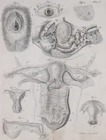 Picture 1 of 68 from Pfennig-Encyklopädie der Anatomie, oder, Bildliche Darstellung der gesammten menschlichen Anatomie : nach Rosenmüller, Loder, Carl Bell, Gordon, Bock etc / gestochen von J.F. Schröter ; mit erklärendem Texte von. Th. Richter. (1834), leaf 23