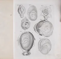 Picture 2 of 68 from Pfennig-Encyklopädie der Anatomie, oder, Bildliche Darstellung der gesammten menschlichen Anatomie : nach Rosenmüller, Loder, Carl Bell, Gordon, Bock etc / gestochen von J.F. Schröter ; mit erklärendem Texte von. Th. Richter. (1834), leaf 29