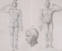 An illustration from Pfennig-Encyklopädie der Anatomie, oder, Bildliche Darstellung der gesammten menschlichen Anatomie : nach Rosenmüller, Loder, Carl Bell, Gordon, Bock etc / gestochen von J.F. Schröter ; mit erklärendem Texte von. Th. Richter. (1834)