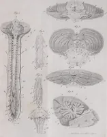 Picture 38 of 68 from Pfennig-Encyklopädie der Anatomie, oder, Bildliche Darstellung der gesammten menschlichen Anatomie : nach Rosenmüller, Loder, Carl Bell, Gordon, Bock etc / gestochen von J.F. Schröter ; mit erklärendem Texte von. Th. Richter. (1834), leaf 303