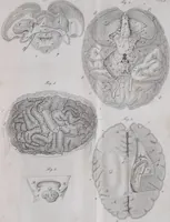 Picture 39 of 68 from Pfennig-Encyklopädie der Anatomie, oder, Bildliche Darstellung der gesammten menschlichen Anatomie : nach Rosenmüller, Loder, Carl Bell, Gordon, Bock etc / gestochen von J.F. Schröter ; mit erklärendem Texte von. Th. Richter. (1834), leaf 305