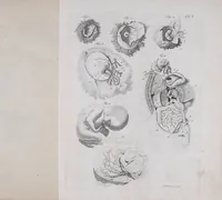 An illustration from Pfennig-Encyklopädie der Anatomie, oder, Bildliche Darstellung der gesammten menschlichen Anatomie : nach Rosenmüller, Loder, Carl Bell, Gordon, Bock etc / gestochen von J.F. Schröter ; mit erklärendem Texte von. Th. Richter. (1834)