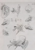 Picture 40 of 68 from Pfennig-Encyklopädie der Anatomie, oder, Bildliche Darstellung der gesammten menschlichen Anatomie : nach Rosenmüller, Loder, Carl Bell, Gordon, Bock etc / gestochen von J.F. Schröter ; mit erklärendem Texte von. Th. Richter. (1834), leaf 311