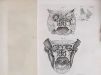 Picture 41 of 68 from Pfennig-Encyklopädie der Anatomie, oder, Bildliche Darstellung der gesammten menschlichen Anatomie : nach Rosenmüller, Loder, Carl Bell, Gordon, Bock etc / gestochen von J.F. Schröter ; mit erklärendem Texte von. Th. Richter. (1834), leaf 315