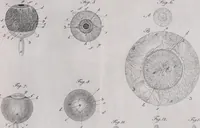 Picture 42 of 68 from Pfennig-Encyklopädie der Anatomie, oder, Bildliche Darstellung der gesammten menschlichen Anatomie : nach Rosenmüller, Loder, Carl Bell, Gordon, Bock etc / gestochen von J.F. Schröter ; mit erklärendem Texte von. Th. Richter. (1834), leaf 319