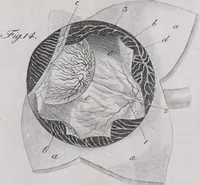 Picture 43 of 68 from Pfennig-Encyklopädie der Anatomie, oder, Bildliche Darstellung der gesammten menschlichen Anatomie : nach Rosenmüller, Loder, Carl Bell, Gordon, Bock etc / gestochen von J.F. Schröter ; mit erklärendem Texte von. Th. Richter. (1834), leaf 319