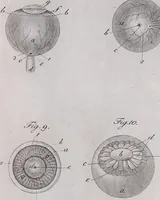 Picture 45 of 68 from Pfennig-Encyklopädie der Anatomie, oder, Bildliche Darstellung der gesammten menschlichen Anatomie : nach Rosenmüller, Loder, Carl Bell, Gordon, Bock etc / gestochen von J.F. Schröter ; mit erklärendem Texte von. Th. Richter. (1834), leaf 319
