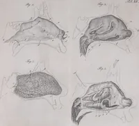 Picture 46 of 68 from Pfennig-Encyklopädie der Anatomie, oder, Bildliche Darstellung der gesammten menschlichen Anatomie : nach Rosenmüller, Loder, Carl Bell, Gordon, Bock etc / gestochen von J.F. Schröter ; mit erklärendem Texte von. Th. Richter. (1834), leaf 321