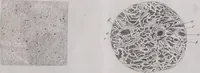 Picture 47 of 68 from Pfennig-Encyklopädie der Anatomie, oder, Bildliche Darstellung der gesammten menschlichen Anatomie : nach Rosenmüller, Loder, Carl Bell, Gordon, Bock etc / gestochen von J.F. Schröter ; mit erklärendem Texte von. Th. Richter. (1834), leaf 321