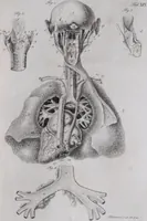 Picture 48 of 68 from Pfennig-Encyklopädie der Anatomie, oder, Bildliche Darstellung der gesammten menschlichen Anatomie : nach Rosenmüller, Loder, Carl Bell, Gordon, Bock etc / gestochen von J.F. Schröter ; mit erklärendem Texte von. Th. Richter. (1834), leaf 335