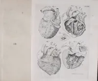 An illustration from Pfennig-Encyklopädie der Anatomie, oder, Bildliche Darstellung der gesammten menschlichen Anatomie : nach Rosenmüller, Loder, Carl Bell, Gordon, Bock etc / gestochen von J.F. Schröter ; mit erklärendem Texte von. Th. Richter. (1834)