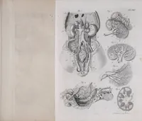 Picture 50 of 68 from Pfennig-Encyklopädie der Anatomie, oder, Bildliche Darstellung der gesammten menschlichen Anatomie : nach Rosenmüller, Loder, Carl Bell, Gordon, Bock etc / gestochen von J.F. Schröter ; mit erklärendem Texte von. Th. Richter. (1834), leaf 347