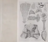 Picture 51 of 68 from Pfennig-Encyklopädie der Anatomie, oder, Bildliche Darstellung der gesammten menschlichen Anatomie : nach Rosenmüller, Loder, Carl Bell, Gordon, Bock etc / gestochen von J.F. Schröter ; mit erklärendem Texte von. Th. Richter. (1834), leaf 349