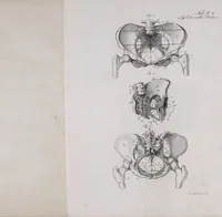 An illustration from Pfennig-Encyklopädie der Anatomie, oder, Bildliche Darstellung der gesammten menschlichen Anatomie : nach Rosenmüller, Loder, Carl Bell, Gordon, Bock etc / gestochen von J.F. Schröter ; mit erklärendem Texte von. Th. Richter. (1834)
