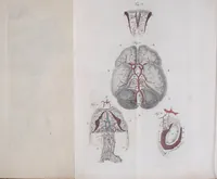 An illustration from Pfennig-Encyklopädie der Anatomie, oder, Bildliche Darstellung der gesammten menschlichen Anatomie : nach Rosenmüller, Loder, Carl Bell, Gordon, Bock etc / gestochen von J.F. Schröter ; mit erklärendem Texte von. Th. Richter. (1834)