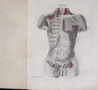 An illustration from Pfennig-Encyklopädie der Anatomie, oder, Bildliche Darstellung der gesammten menschlichen Anatomie : nach Rosenmüller, Loder, Carl Bell, Gordon, Bock etc / gestochen von J.F. Schröter ; mit erklärendem Texte von. Th. Richter. (1834)